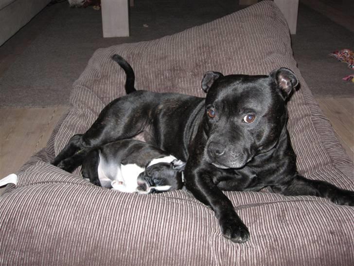 Boston terrier ** Ugly Betty **  billede 8