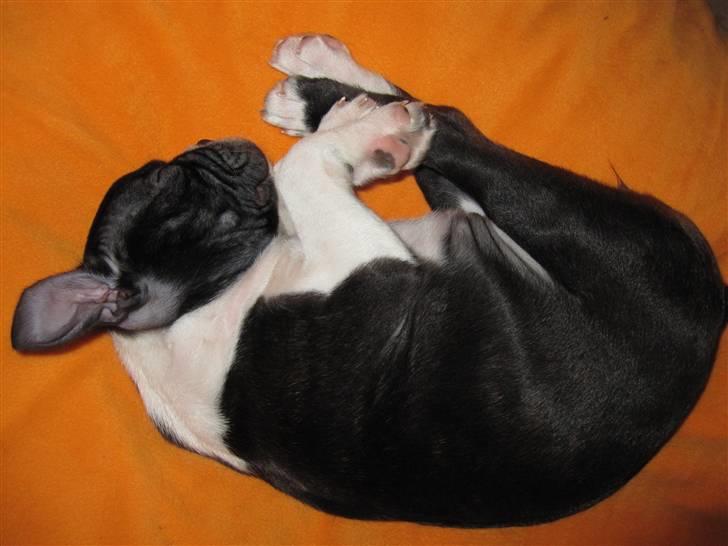 Boston terrier ** Ugly Betty **  billede 9