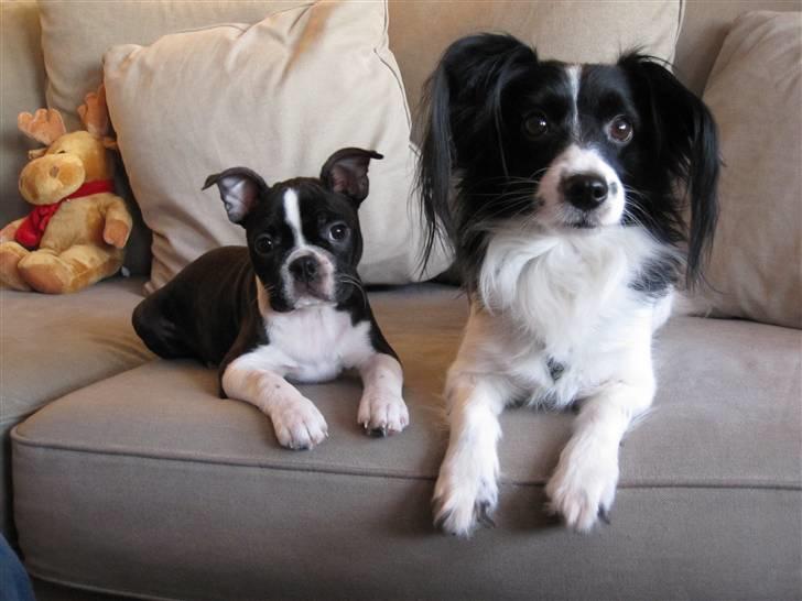 Boston terrier ** Ugly Betty **  billede 10