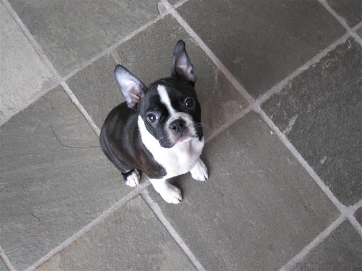 Boston terrier ** Ugly Betty **  billede 11