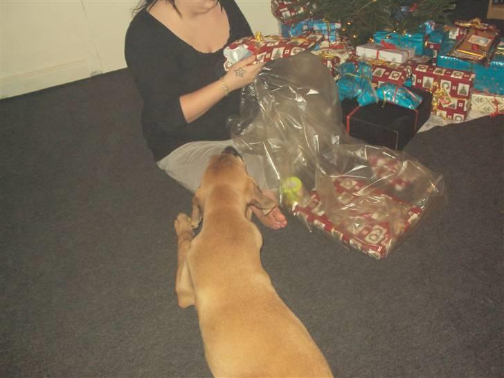 Broholmer Thor billede 8