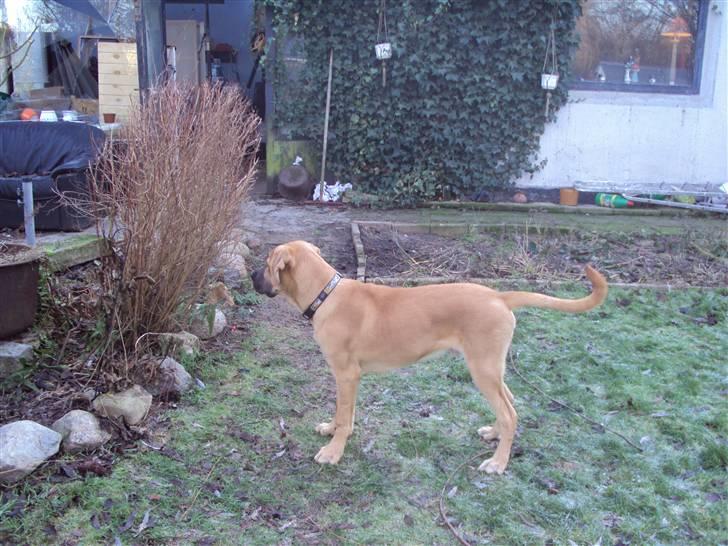 Broholmer Thor billede 9