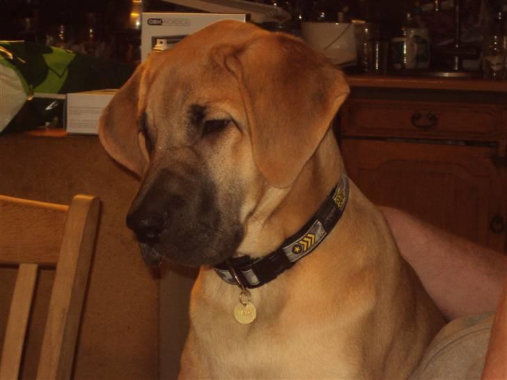 Broholmer Thor billede 10