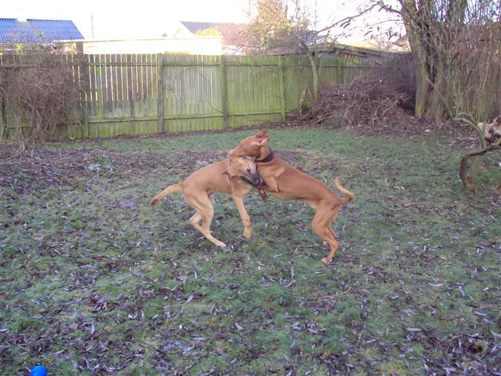 Broholmer Thor billede 11