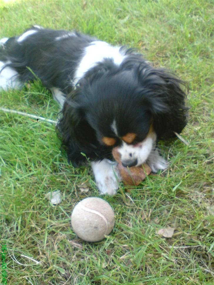 Cavalier king charles spaniel chianti billede 1
