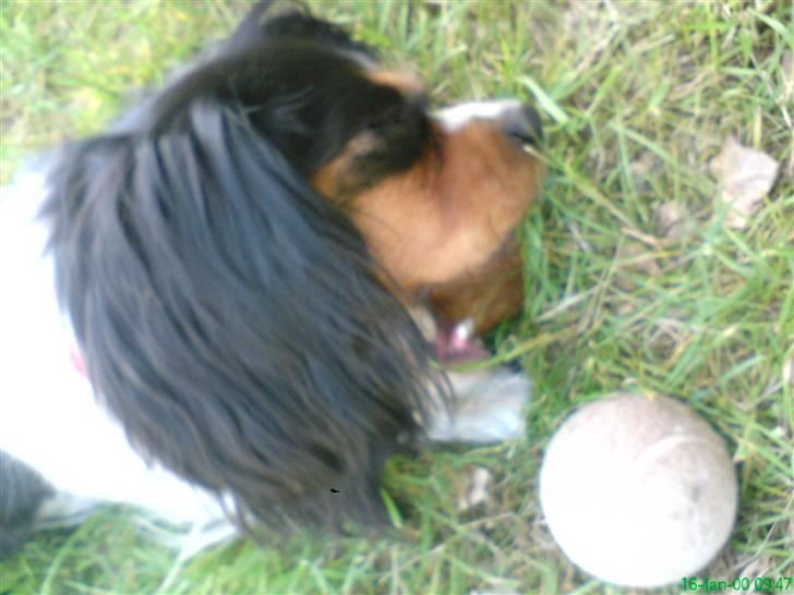 Cavalier king charles spaniel chianti billede 2