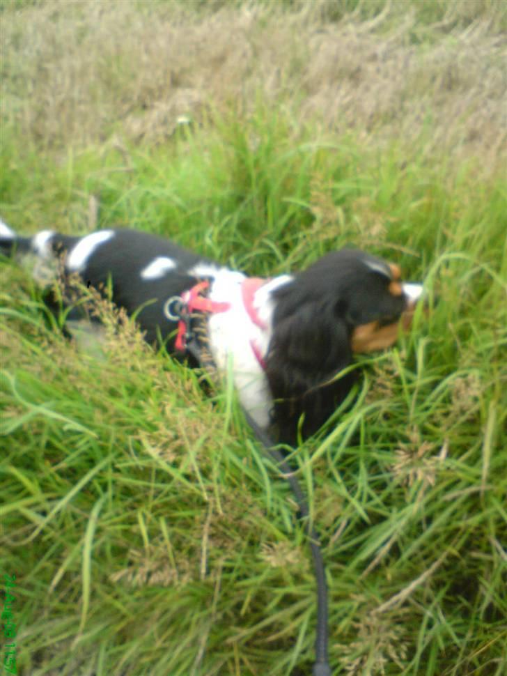 Cavalier king charles spaniel chianti billede 3
