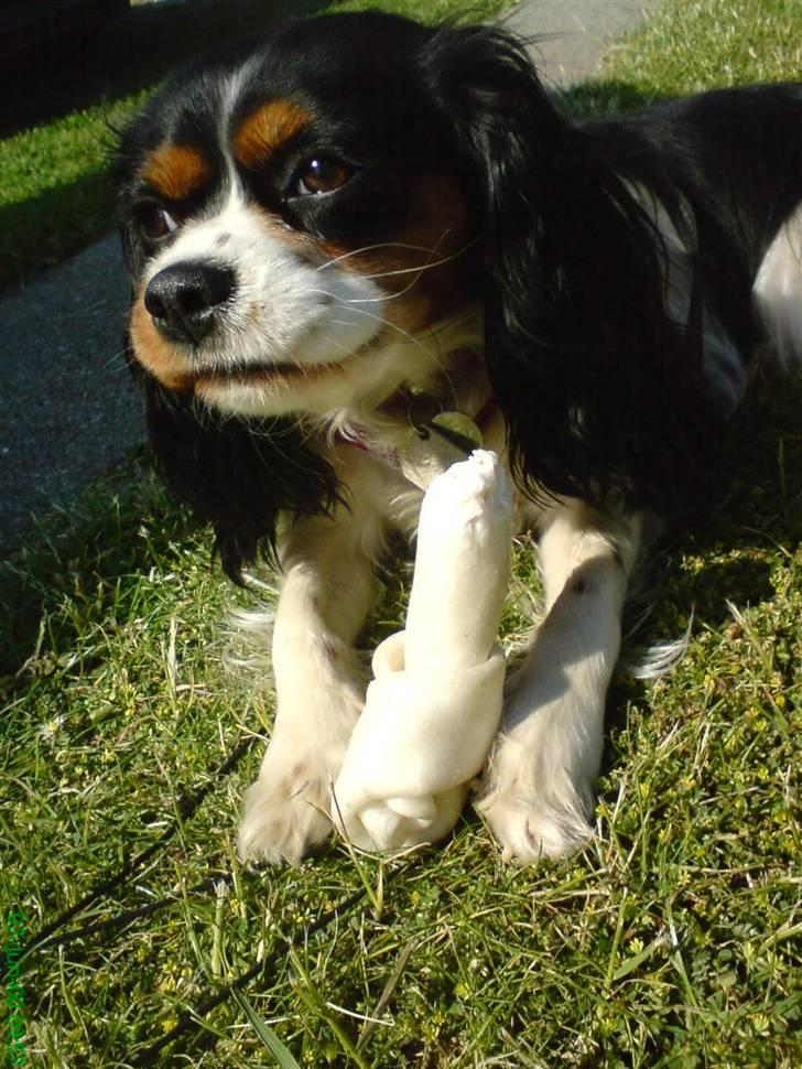 Cavalier king charles spaniel chianti billede 4