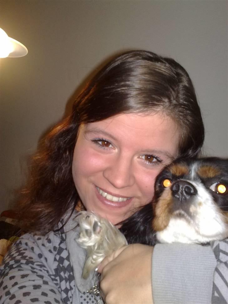 Cavalier king charles spaniel chianti billede 5