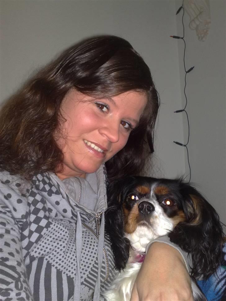 Cavalier king charles spaniel chianti billede 6