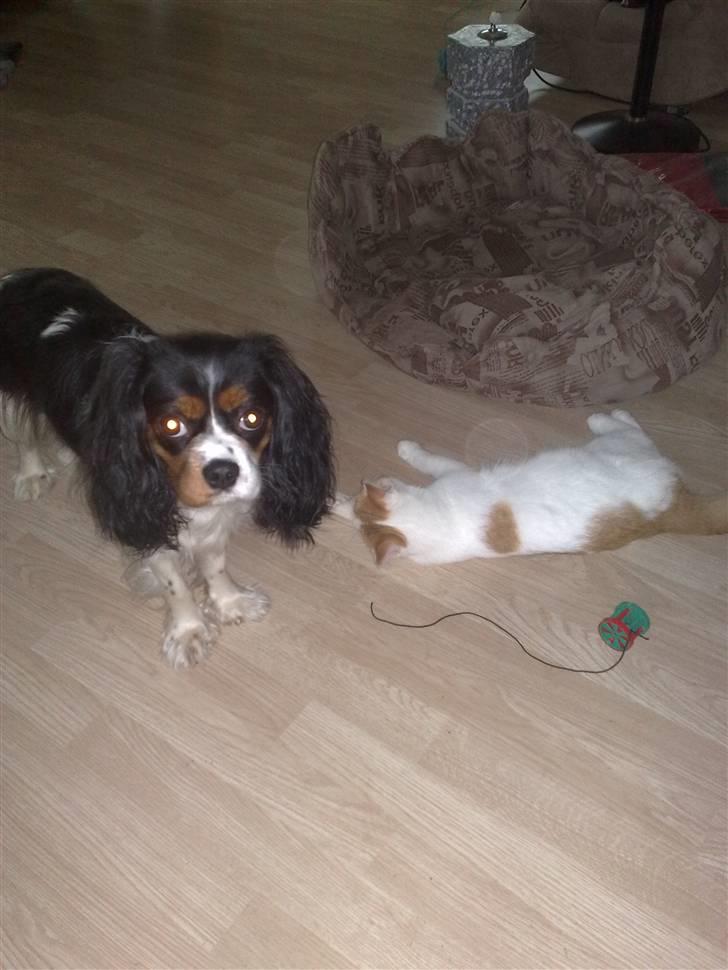 Cavalier king charles spaniel chianti billede 7