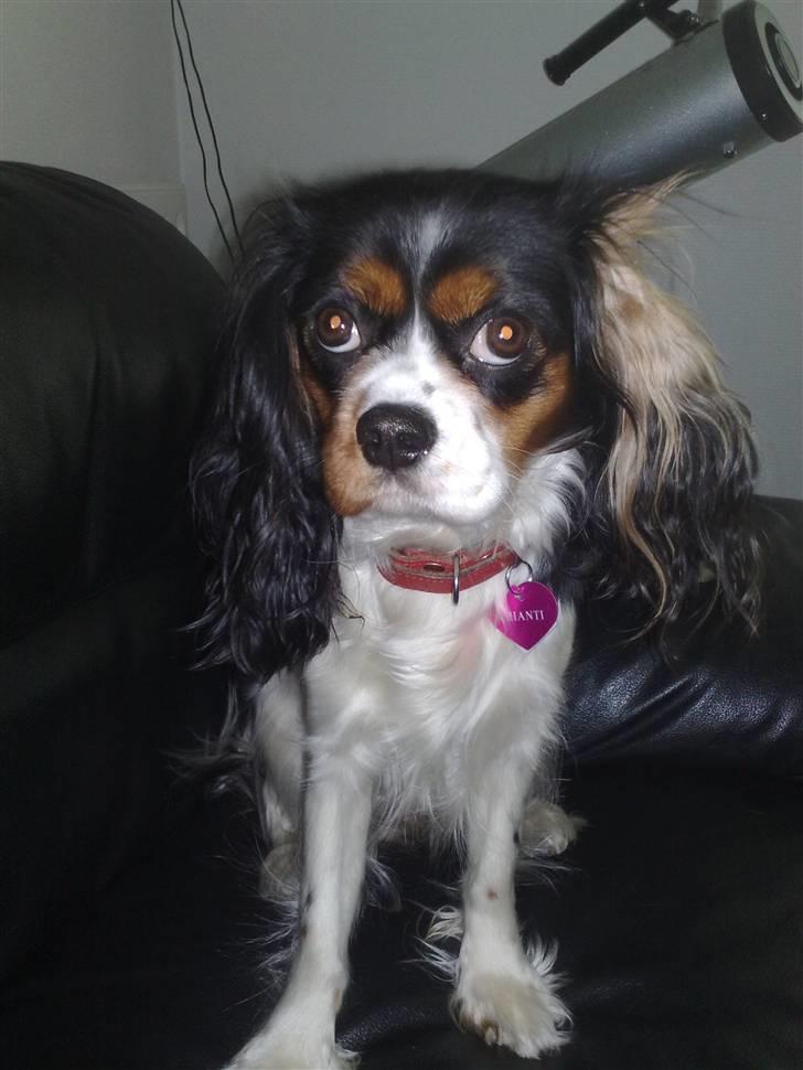 Cavalier king charles spaniel chianti billede 8