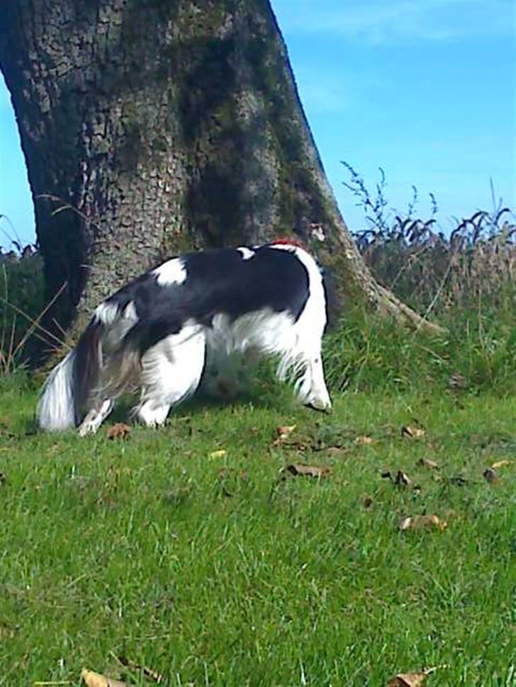 Cavalier king charles spaniel chianti billede 9