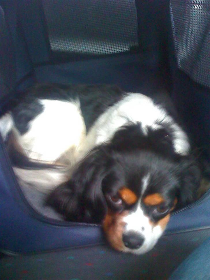 Cavalier king charles spaniel chianti billede 10