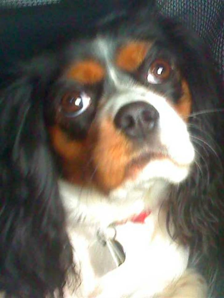 Cavalier king charles spaniel chianti billede 11