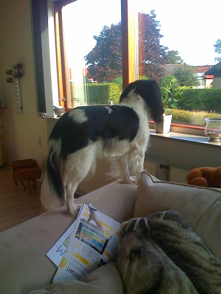 Cavalier king charles spaniel chianti billede 12