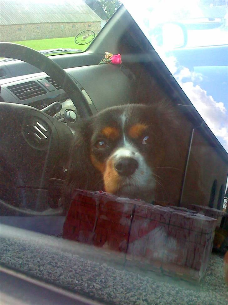 Cavalier king charles spaniel chianti billede 13