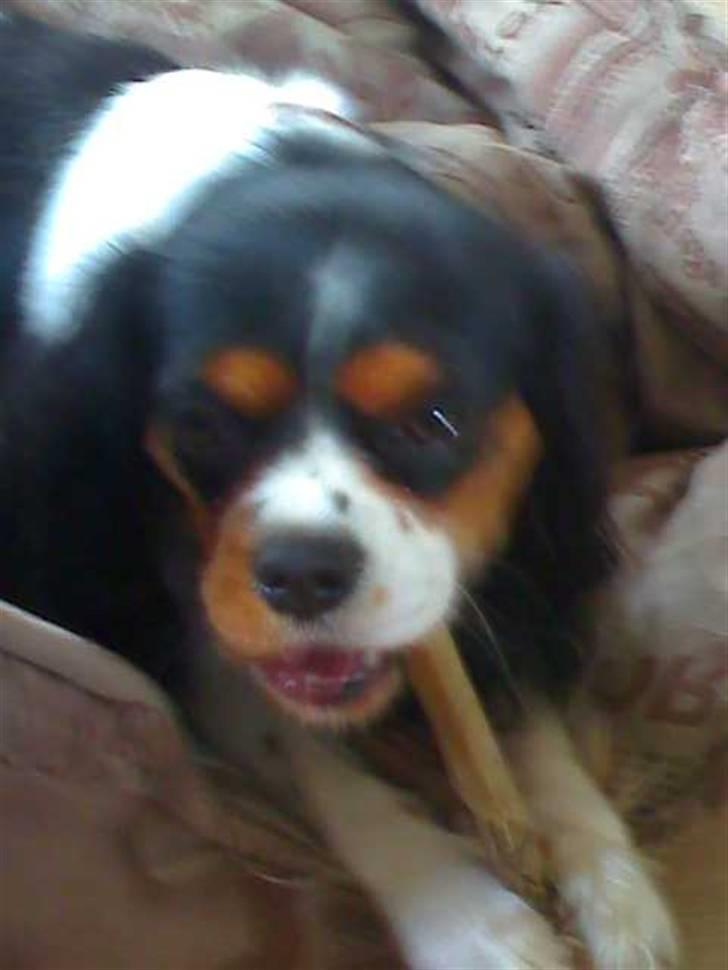 Cavalier king charles spaniel chianti billede 14