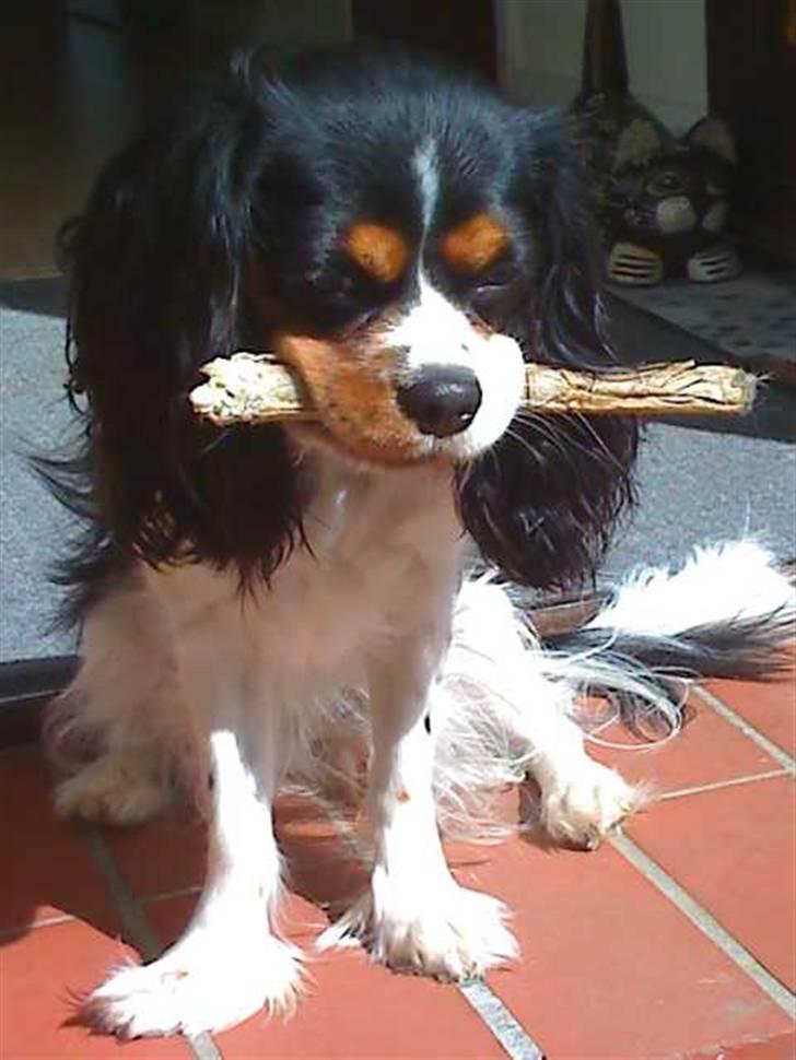 Cavalier king charles spaniel chianti billede 15