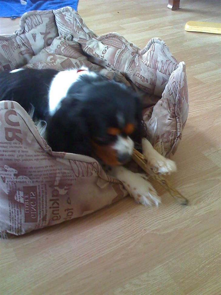 Cavalier king charles spaniel chianti billede 16