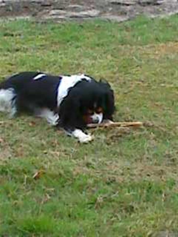 Cavalier king charles spaniel chianti billede 17