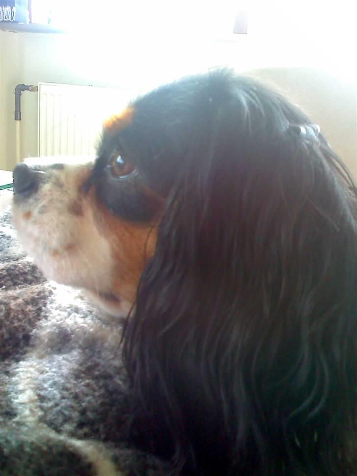 Cavalier king charles spaniel chianti billede 18