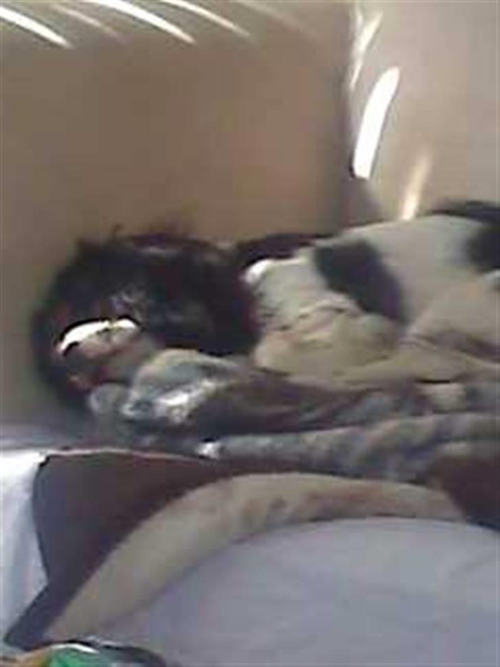 Cavalier king charles spaniel chianti billede 19