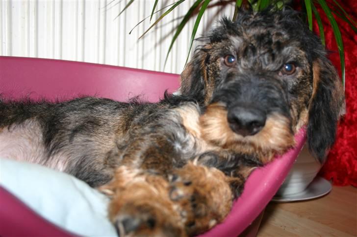 Gravhund Kong Albert  billede 6