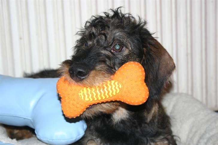 Gravhund Kong Albert  billede 7