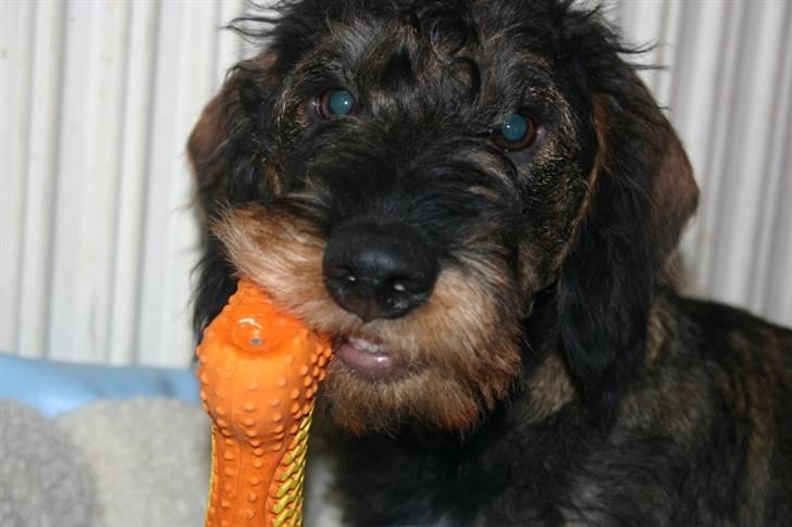 Gravhund Kong Albert  billede 8