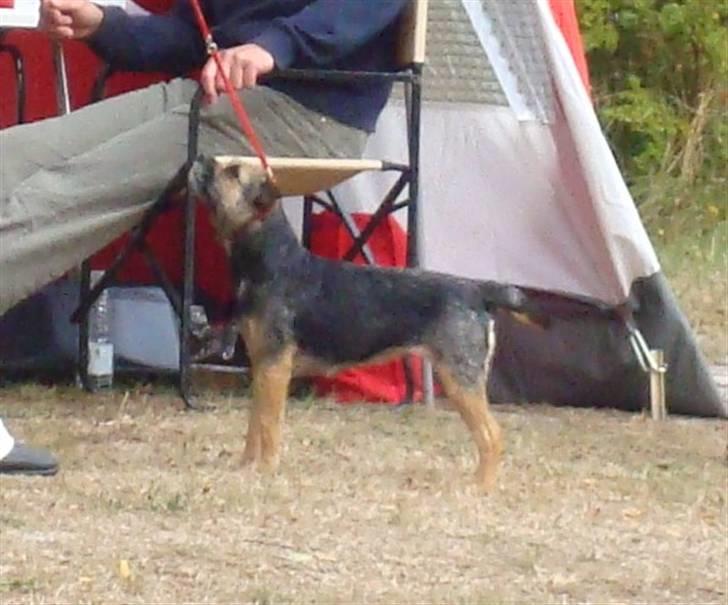 Border terrier Dalshøj´s Tikki billede 11