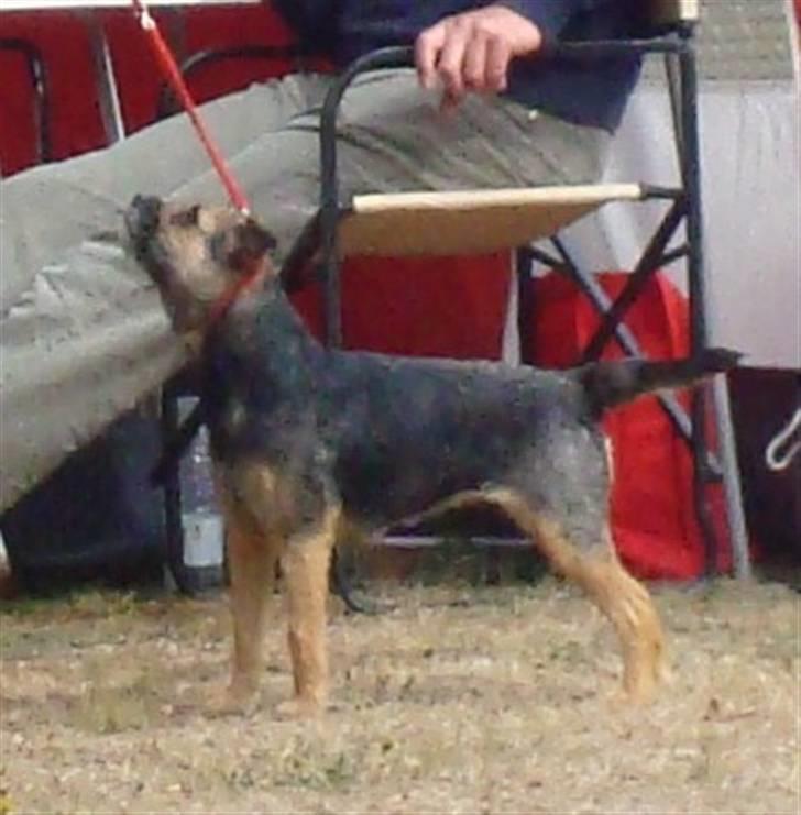 Border terrier Dalshøj´s Tikki billede 12