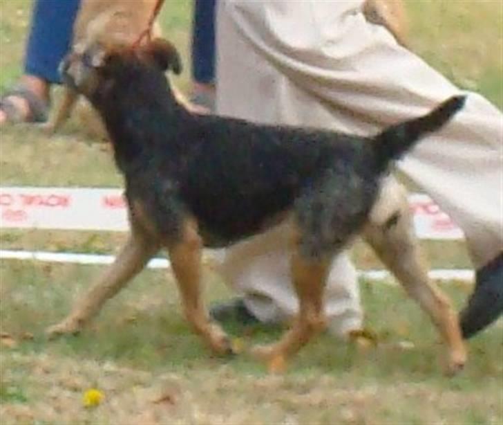 Border terrier Dalshøj´s Tikki billede 13