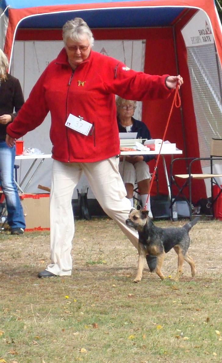 Border terrier Dalshøj´s Tikki billede 14