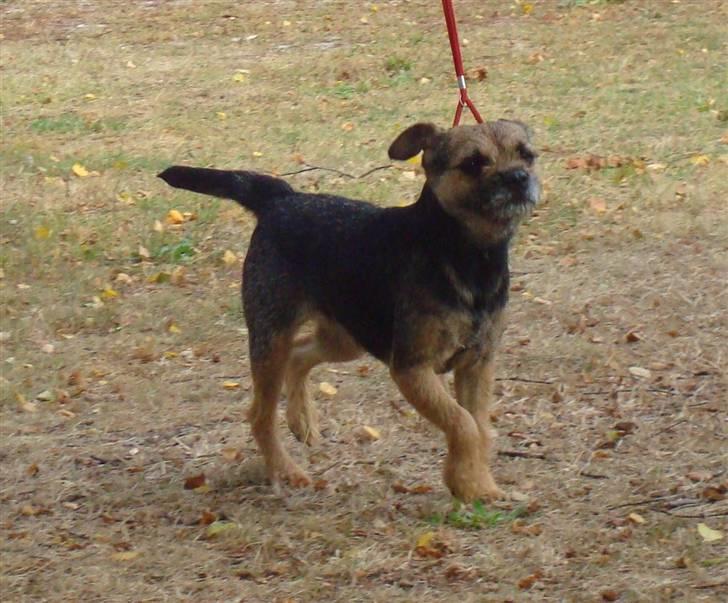 Border terrier Dalshøj´s Tikki billede 15