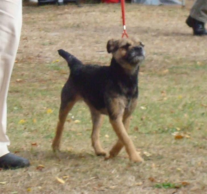 Border terrier Dalshøj´s Tikki billede 16