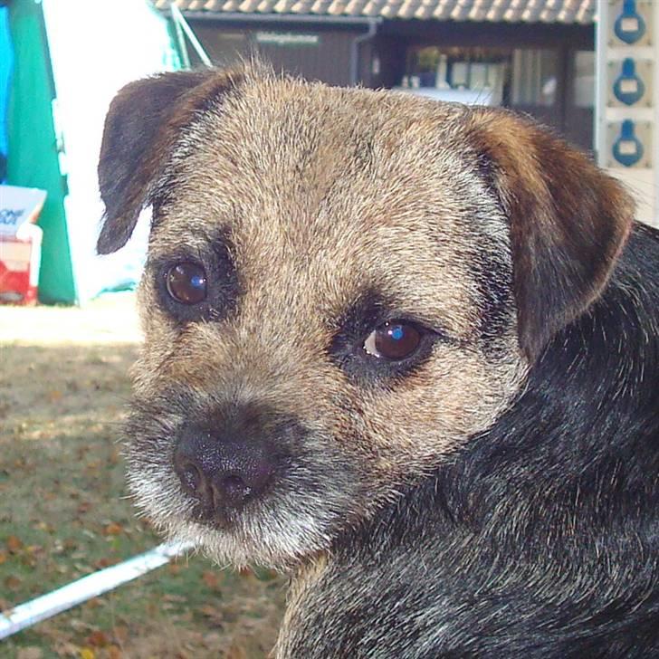 Border terrier Dalshøj´s Tikki billede 17