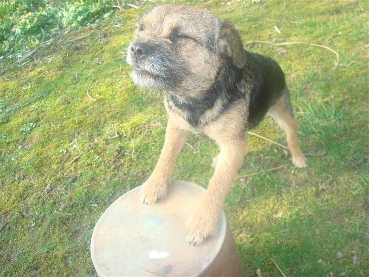 Border terrier Dalshøj´s Tikki billede 18