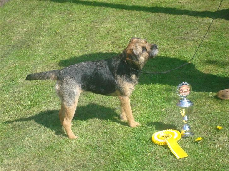 Border terrier Dalshøj´s Tikki billede 19