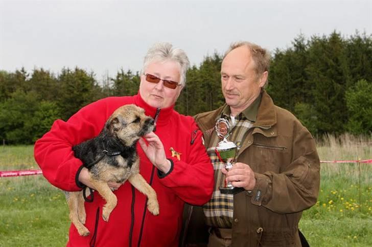 Border terrier Dalshøj´s Tikki billede 20