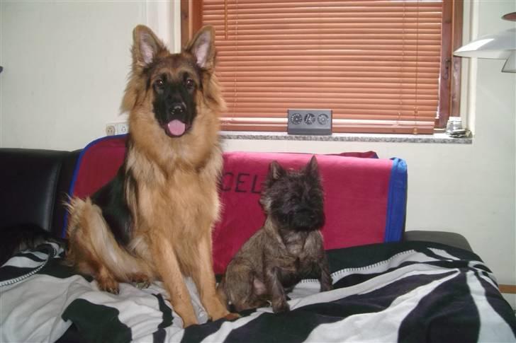 Schæferhund Victor - her sidder man bare godt, kan se det hele her fra ;o) Den lille er altså min storbror ;o) billede 5