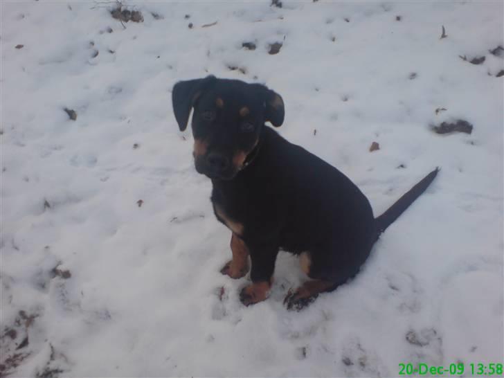 Blanding af racer Zingo billede 17