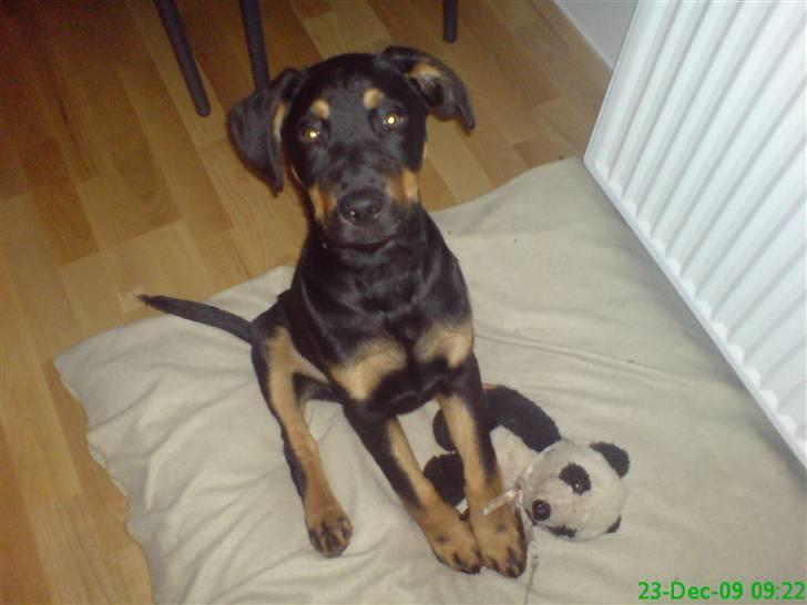 Blanding af racer Zingo billede 18