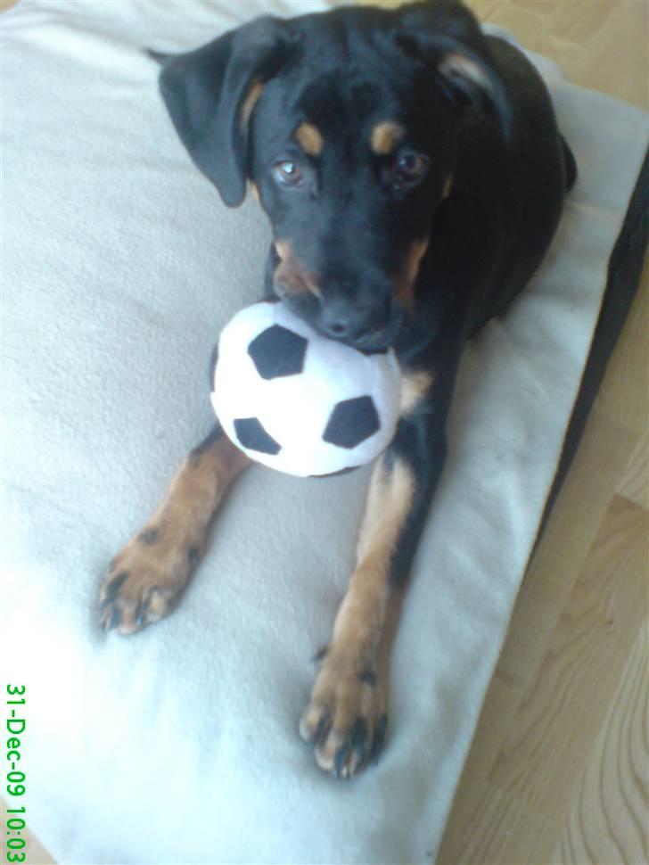 Blanding af racer Zingo billede 19