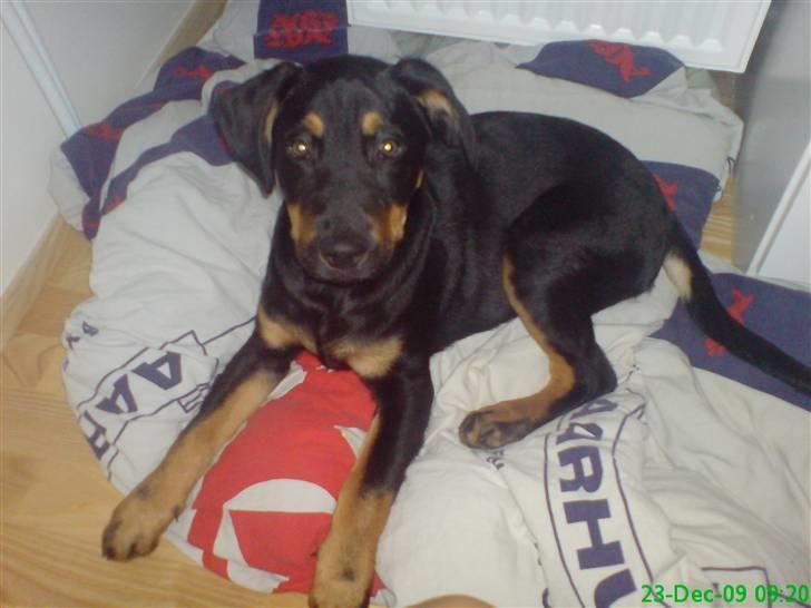 Blanding af racer Zingo billede 20