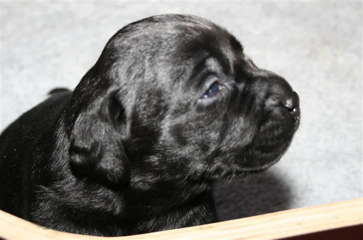 Labrador retriever Lab Tasso Blue Bell billede 1