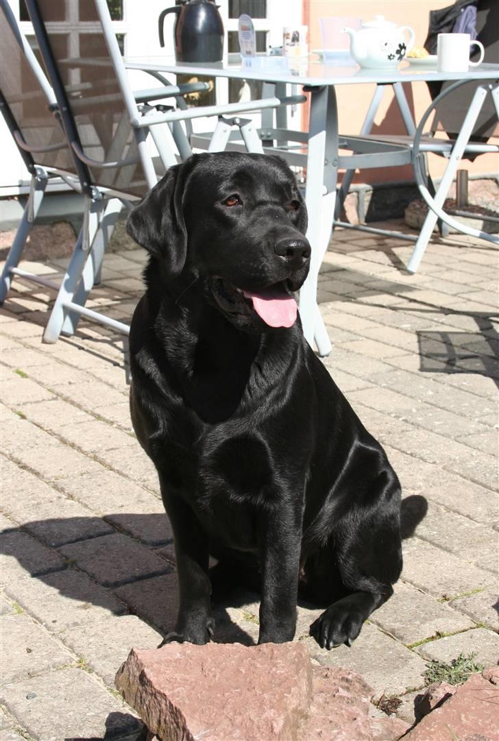 Labrador retriever Lab Tasso Blue Bell billede 2