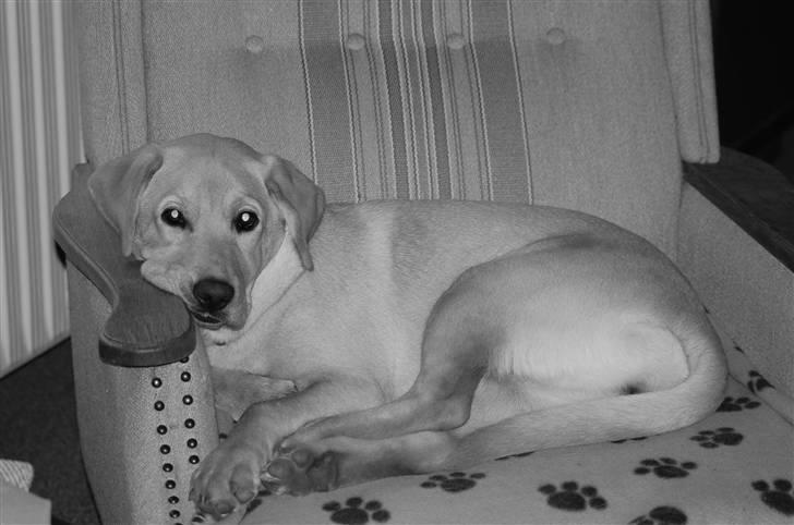 Labrador retriever Luna billede 8