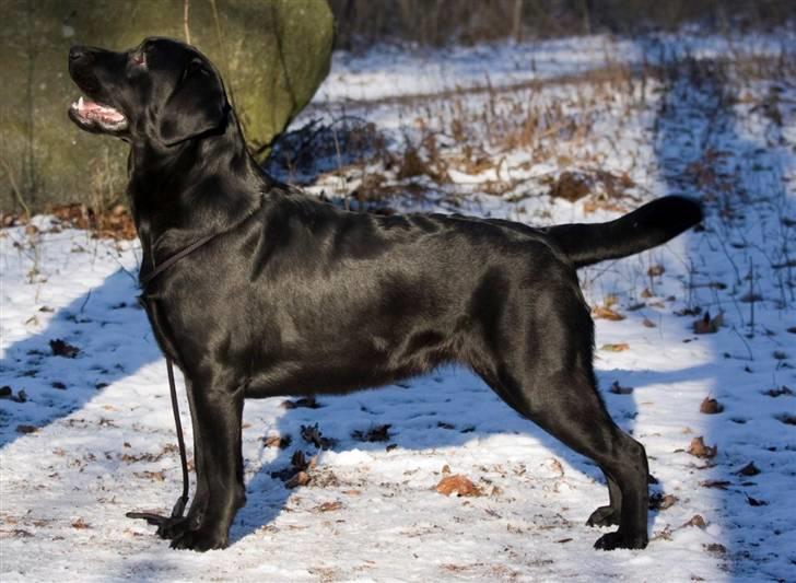 Labrador retriever Lab Tasso Blue Bell billede 3