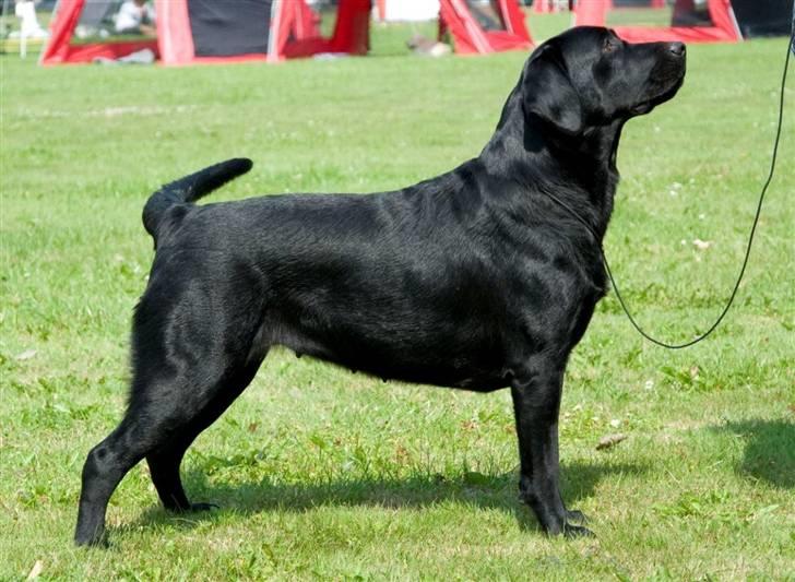 Labrador retriever Lab Tasso Blue Bell billede 4